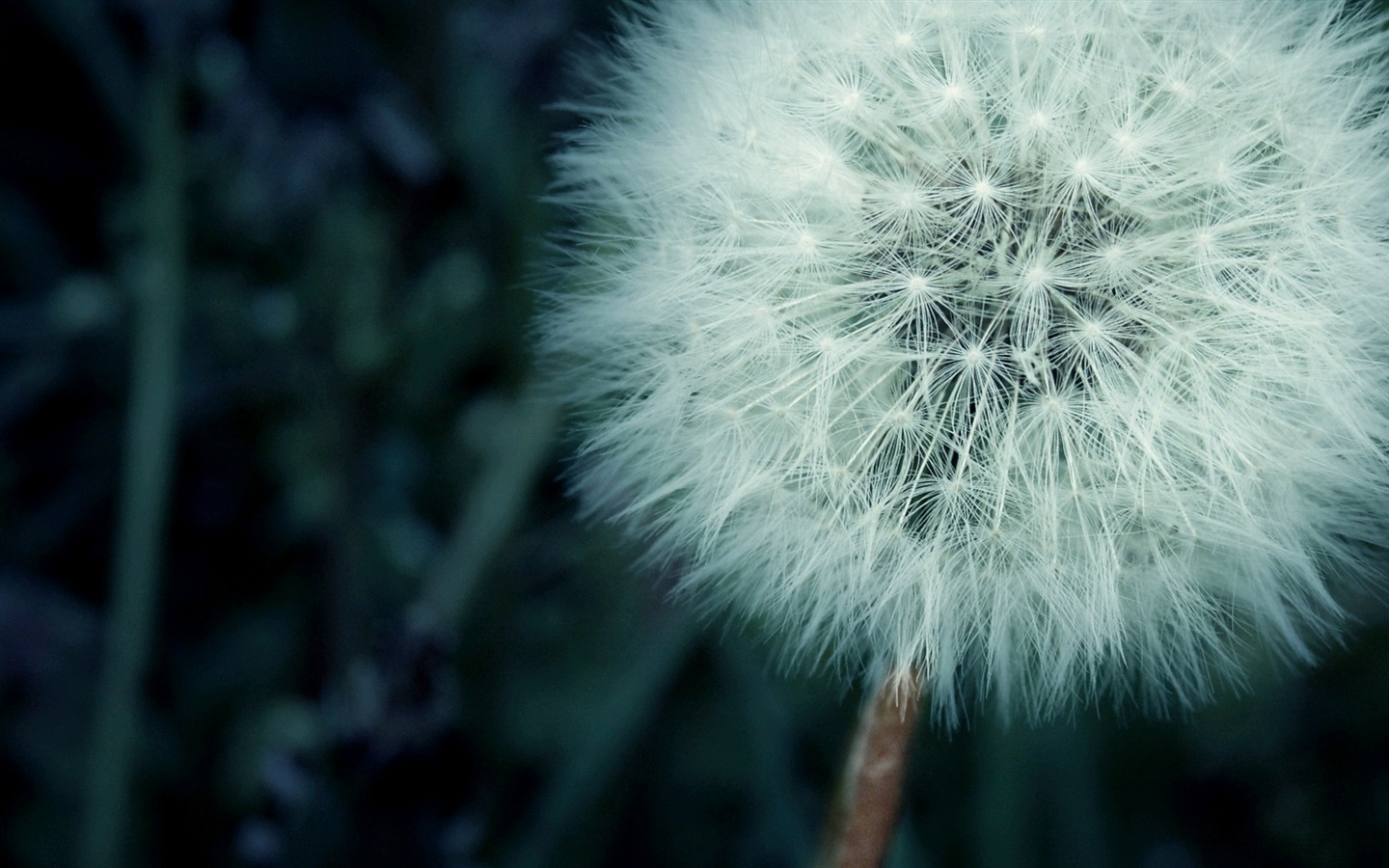 아름다운 식물 근접 촬영, 민들레의 HD 배경 화면 #11 - 1440x900