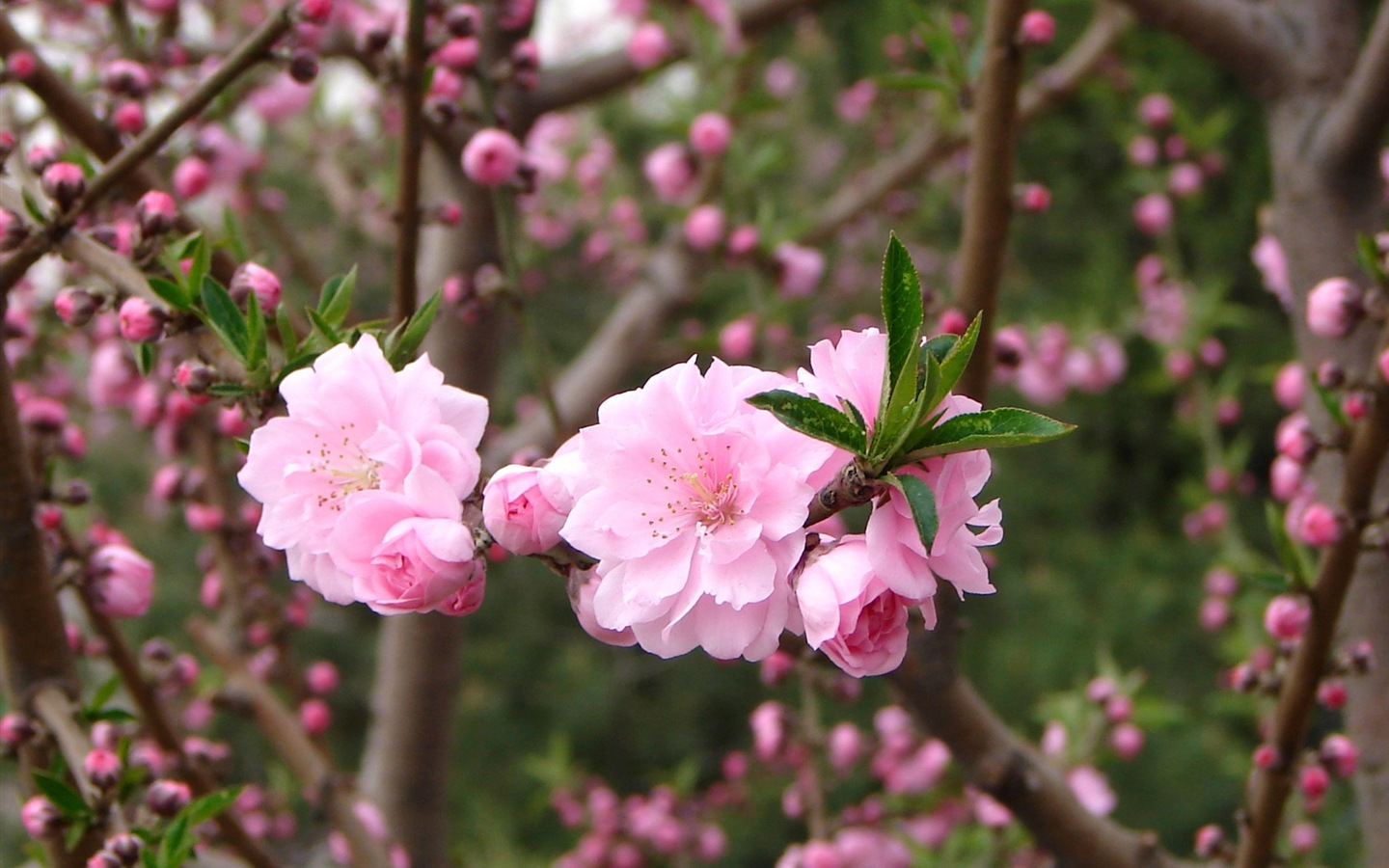 핑크 복숭아 꽃의 HD 벽지 #5 - 1440x900