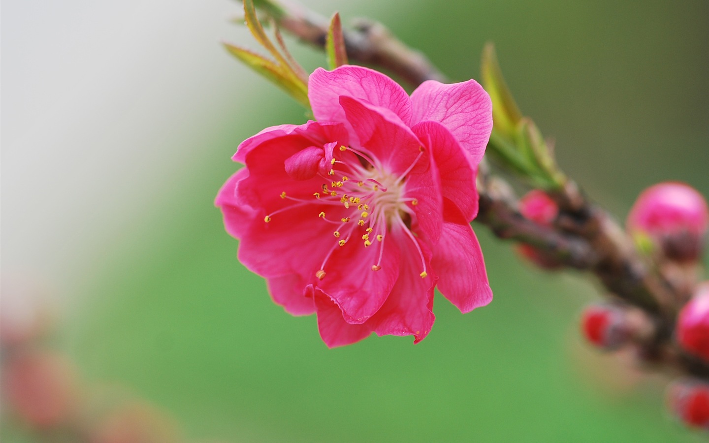 Pink peach flowers HD wallpaper #16 - 1440x900