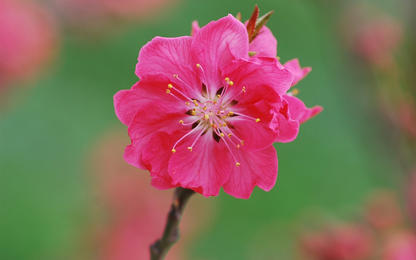 Pink peach flowers HD wallpaper #17 - 1440x900