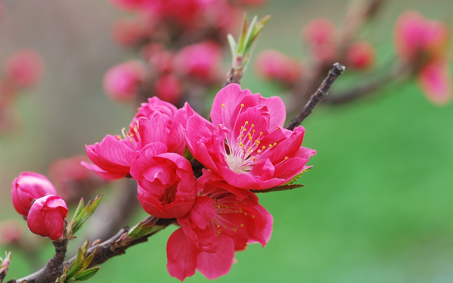 Pink peach flowers HD wallpaper #18 - 1440x900