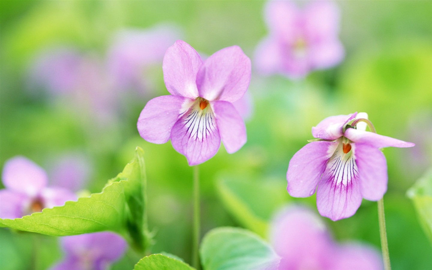 Hazy belles fleurs d'écran HD #1 - 1440x900