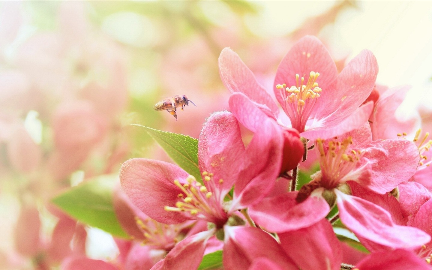 Hazy beautiful flowers HD wallpaper #5 - 1440x900