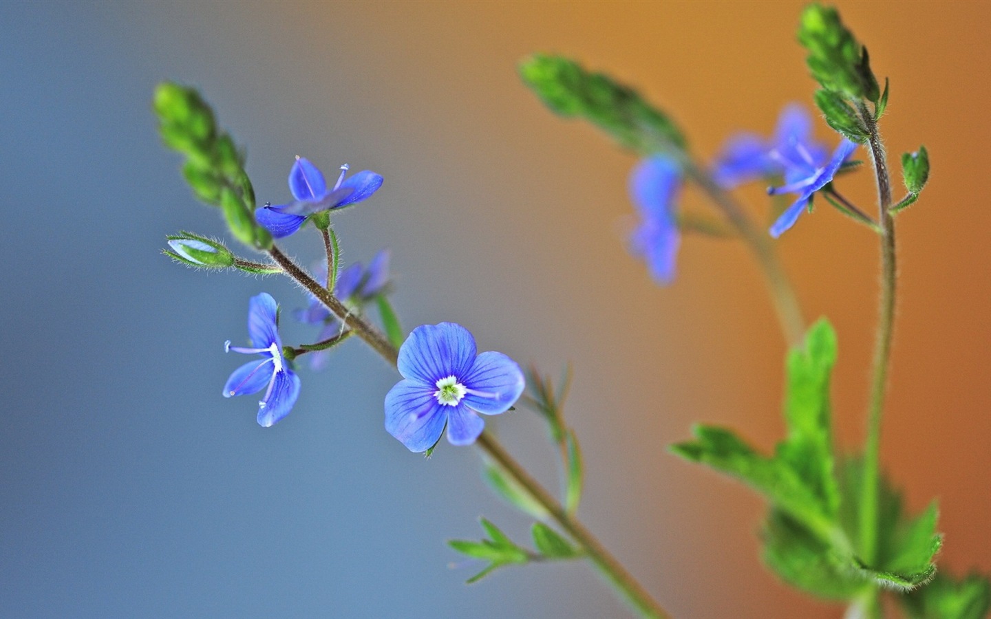 Hazy hermosas flores fondos de escritorio de alta definición #9 - 1440x900