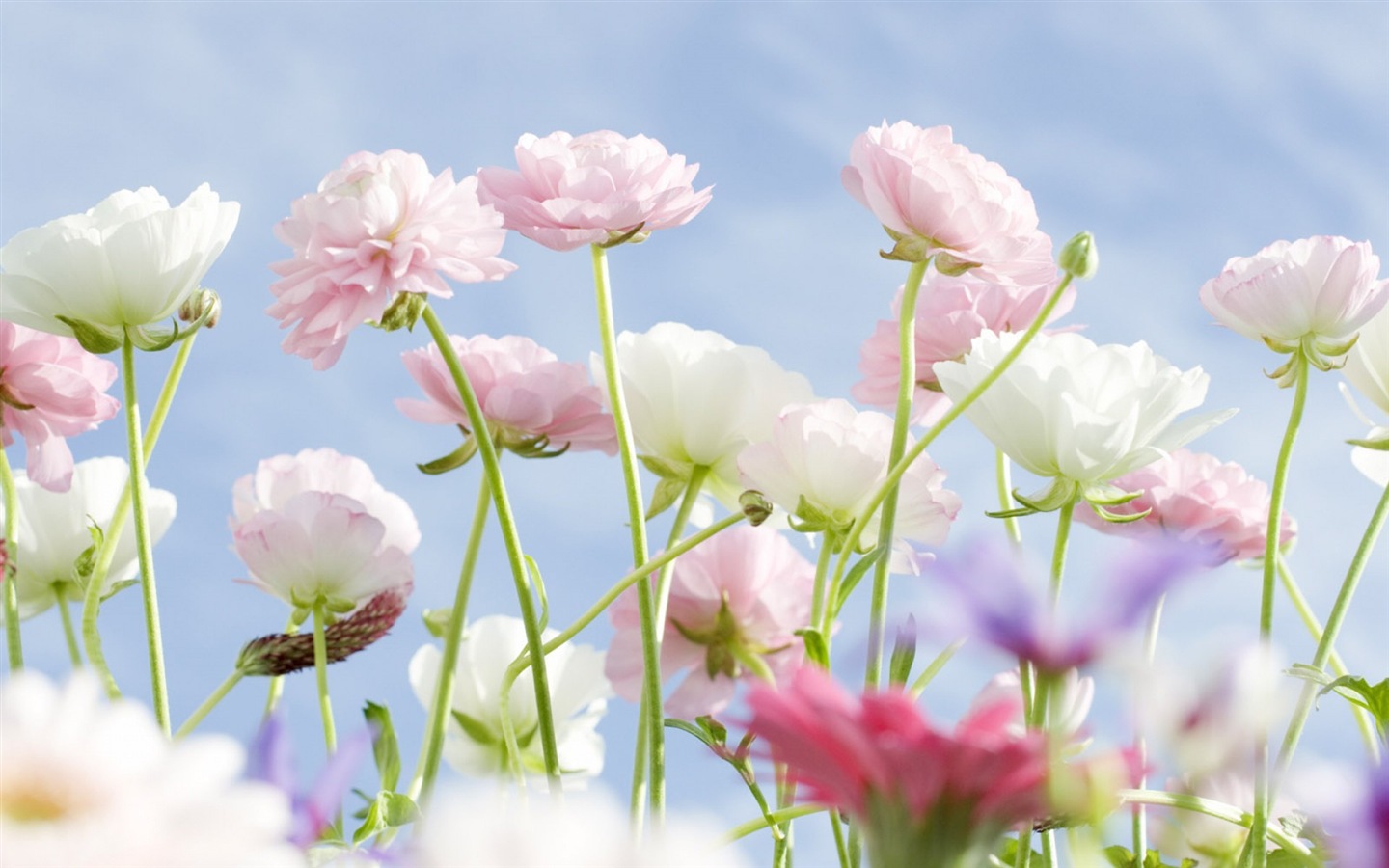 Hazy hermosas flores fondos de escritorio de alta definición #11 - 1440x900