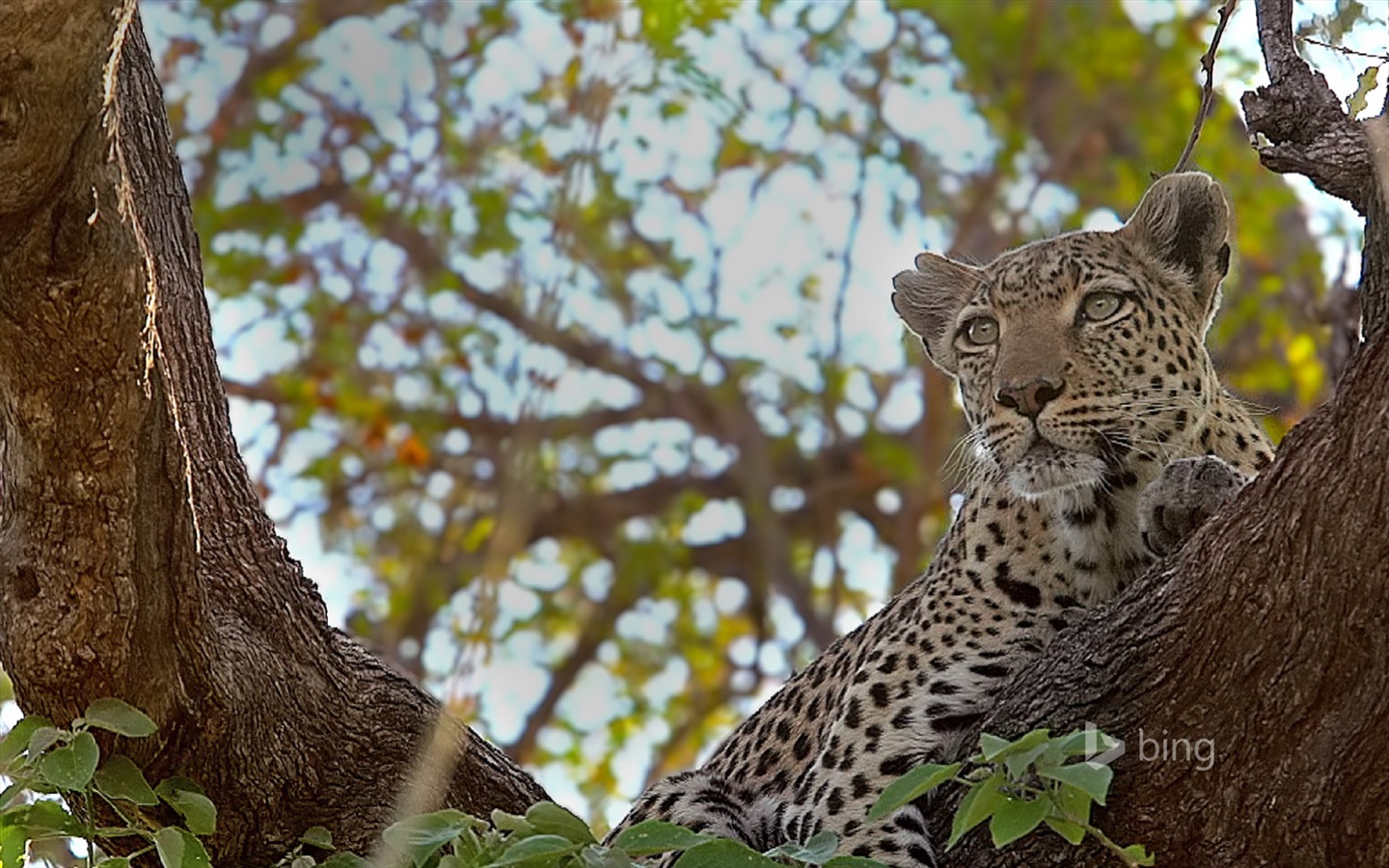 Octobre 2014 thème des animaux Bing fond d'écran #8 - 1440x900