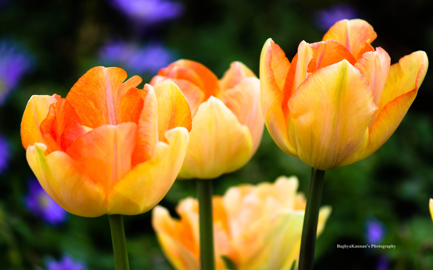 Krásné květy tulipánů, Windows 8 téma HD Tapety na plochu #6 - 1440x900