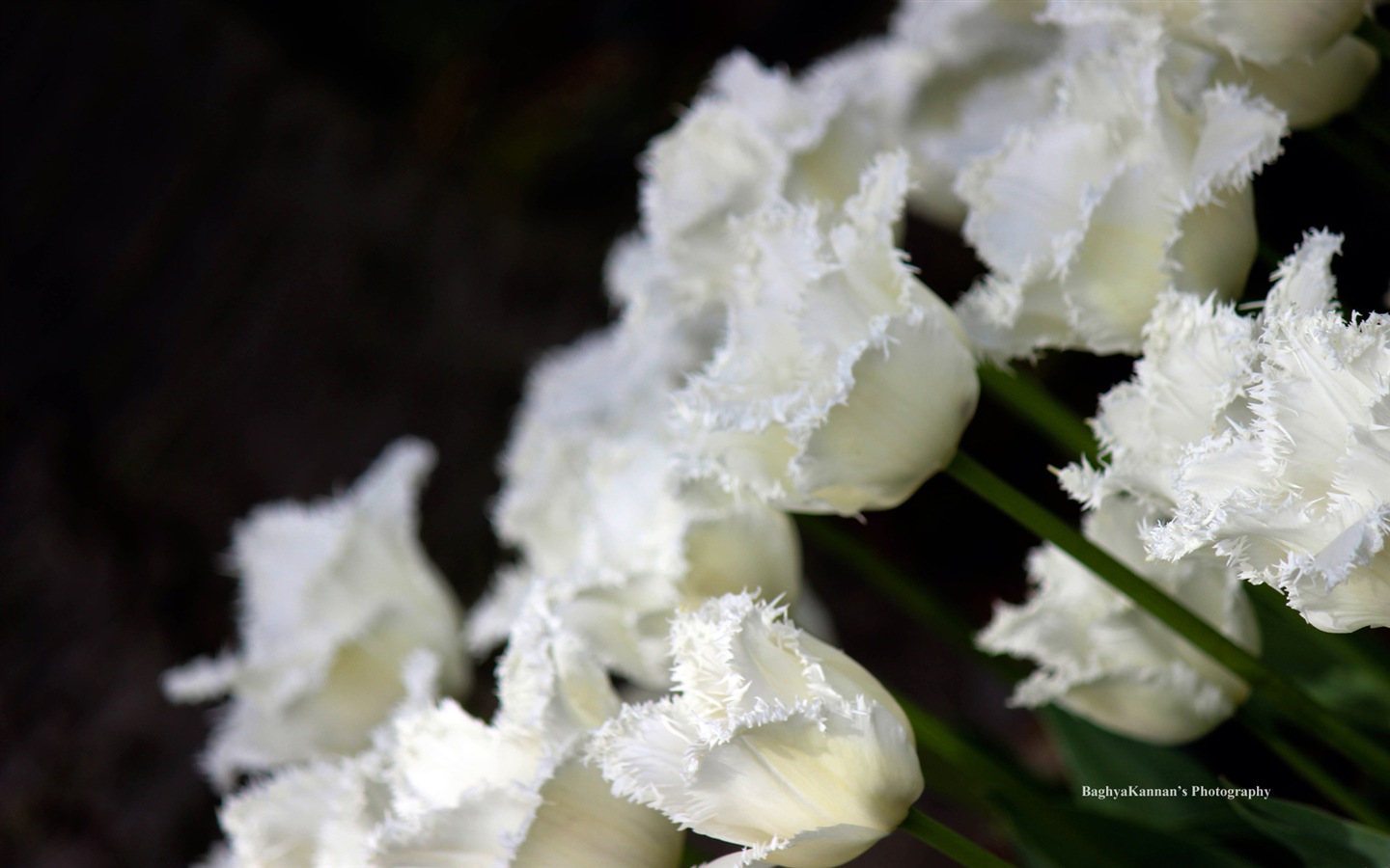 Belles fleurs de tulipes, de Windows 8 fonds d'écran HD à thème #8 - 1440x900