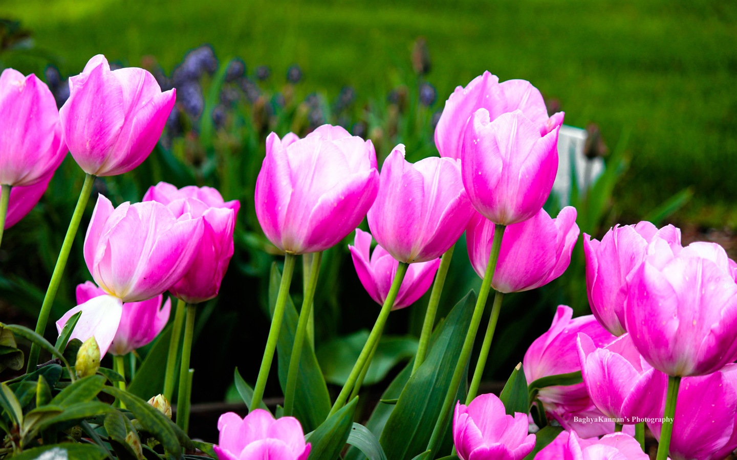 Krásné květy tulipánů, Windows 8 téma HD Tapety na plochu #11 - 1440x900
