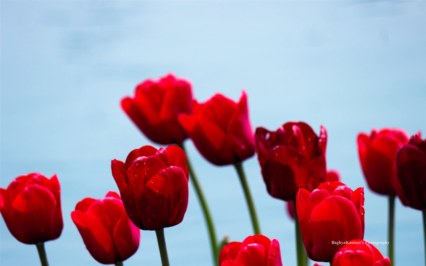 Krásné květy tulipánů, Windows 8 téma HD Tapety na plochu #13 - 1440x900