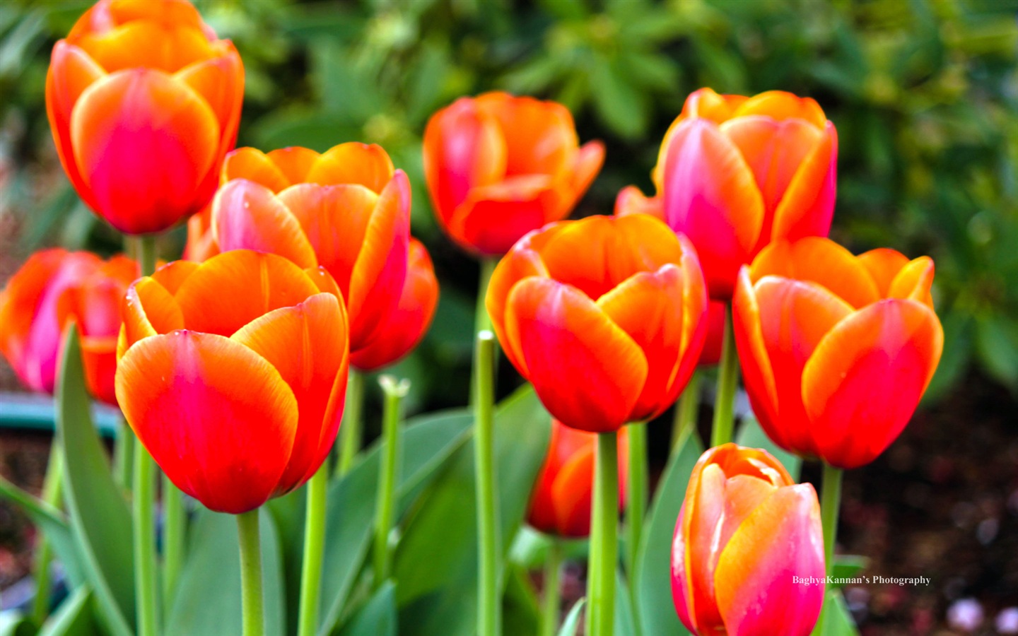 Belles fleurs de tulipes, de Windows 8 fonds d'écran HD à thème #14 - 1440x900