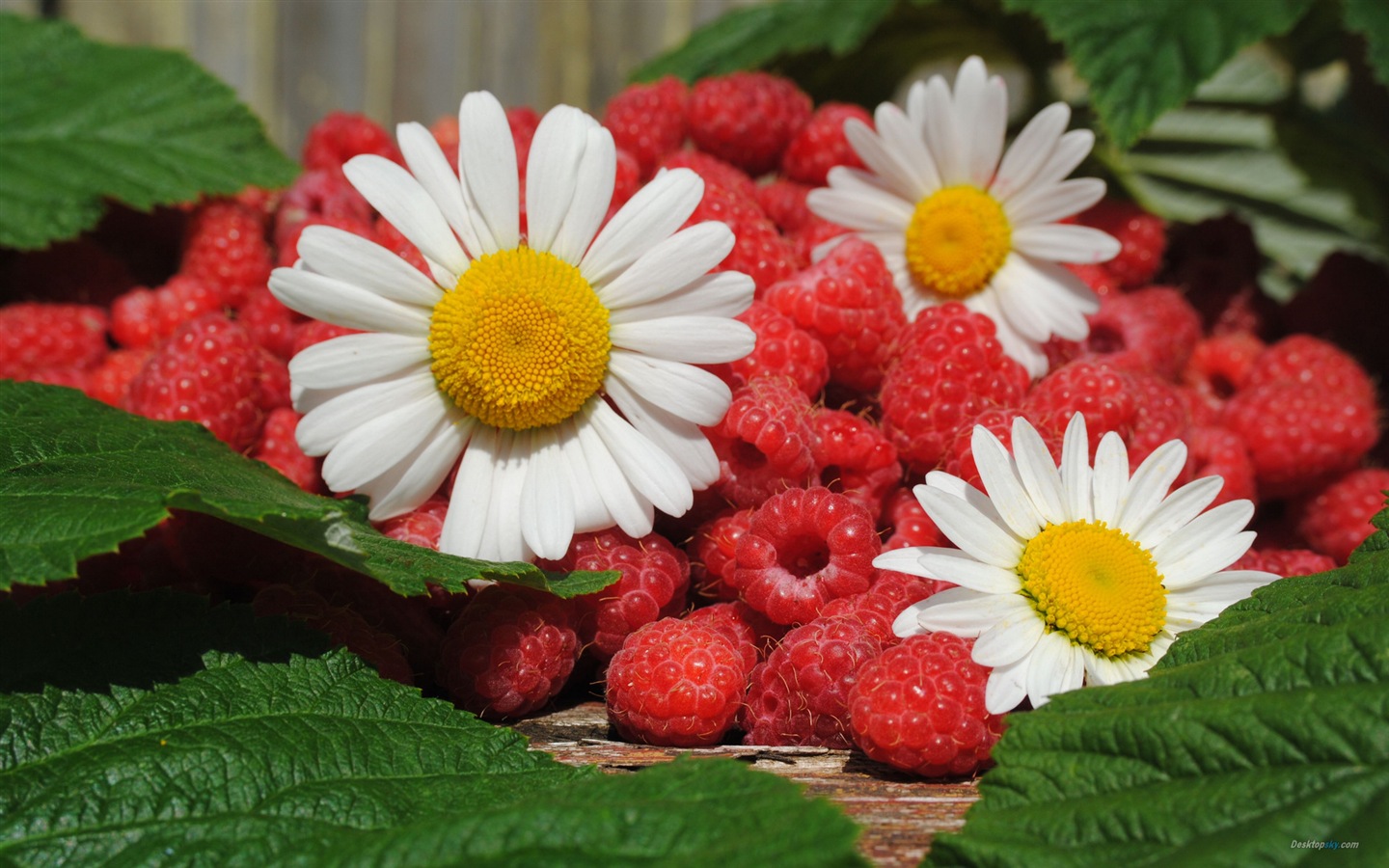 Fondos de pantalla de alta definición de frambuesa roja dulces #2 - 1440x900