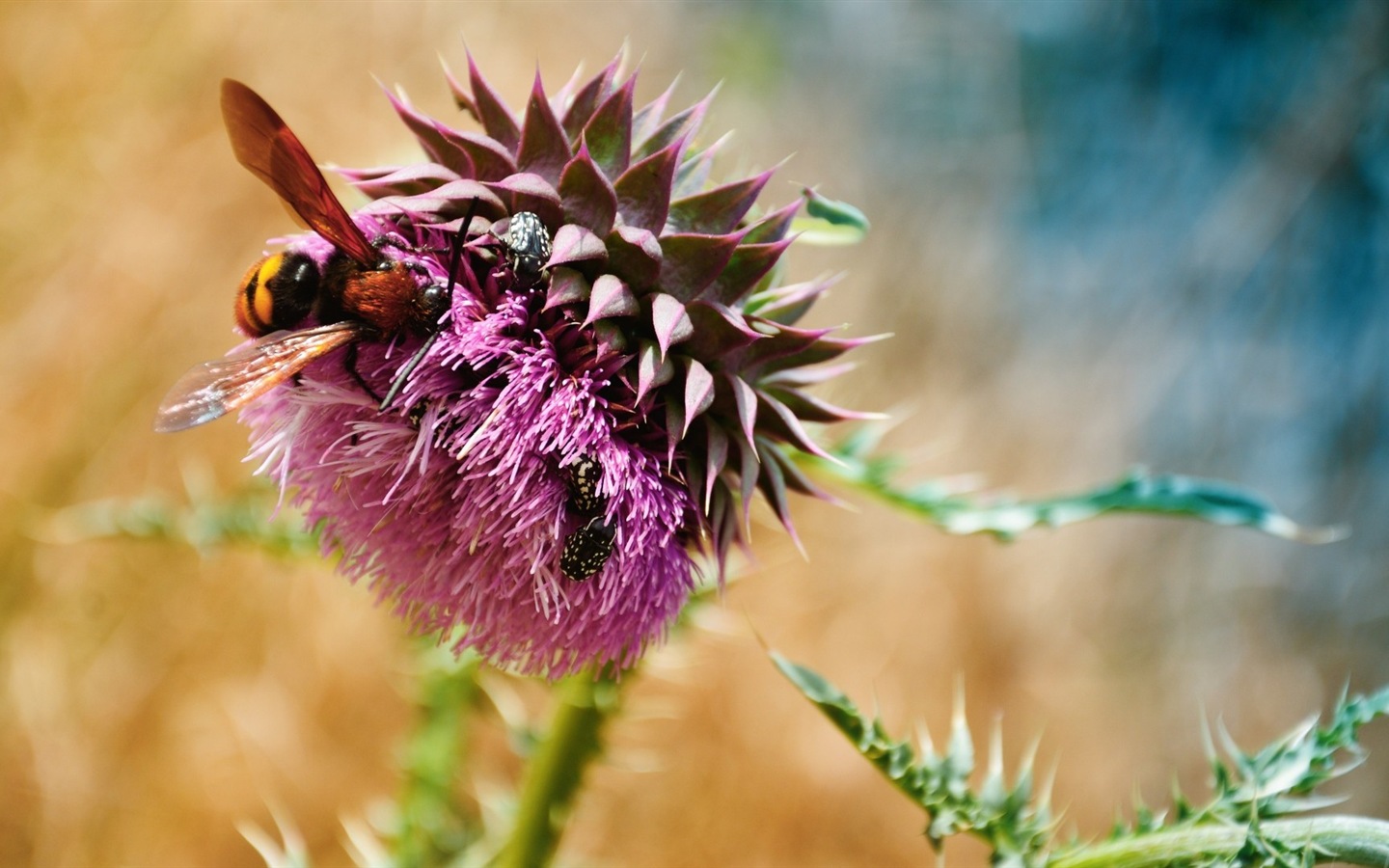 Fresh plants and flowers wallpaper #6 - 1440x900