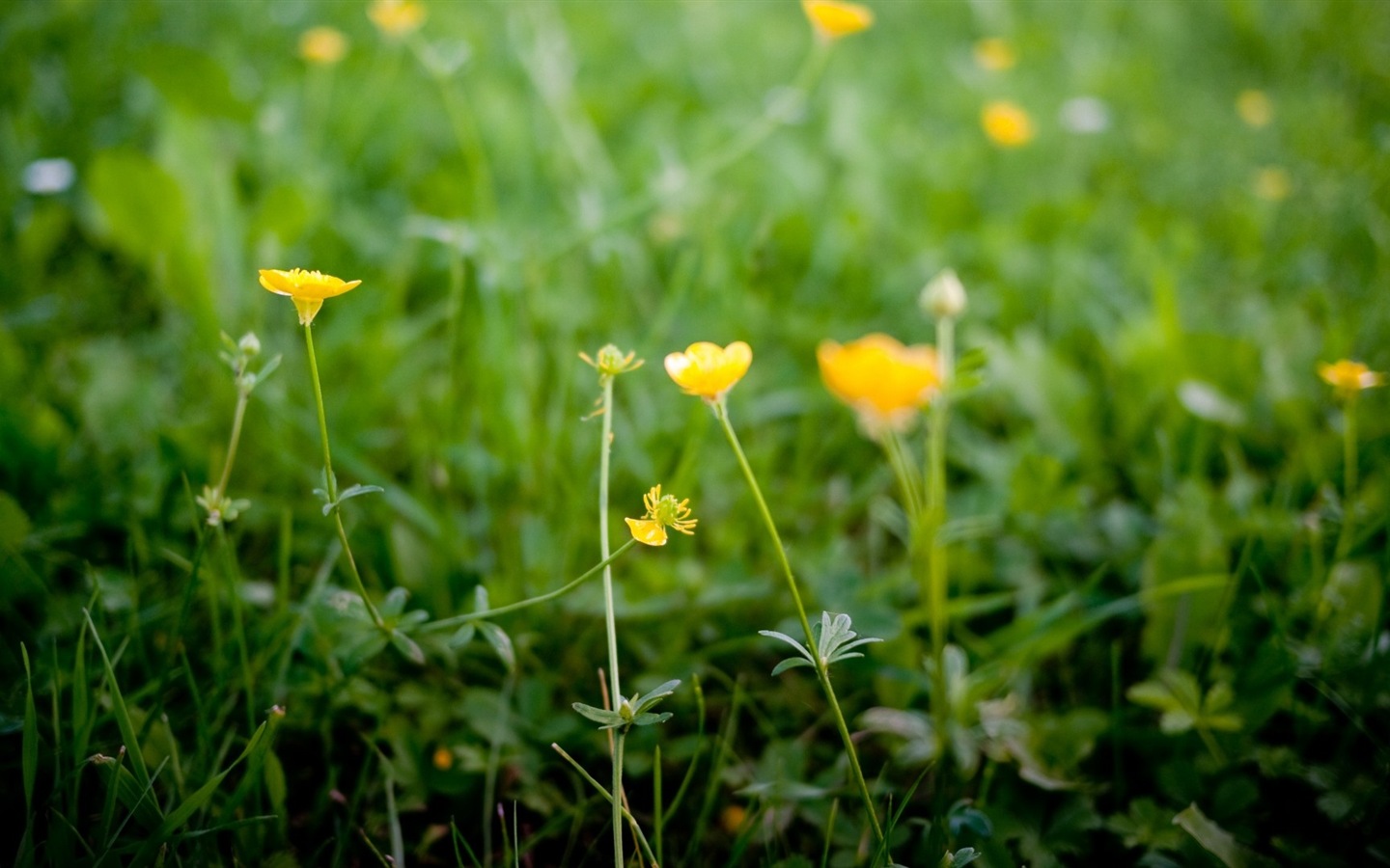 Fresh plants and flowers wallpaper #8 - 1440x900