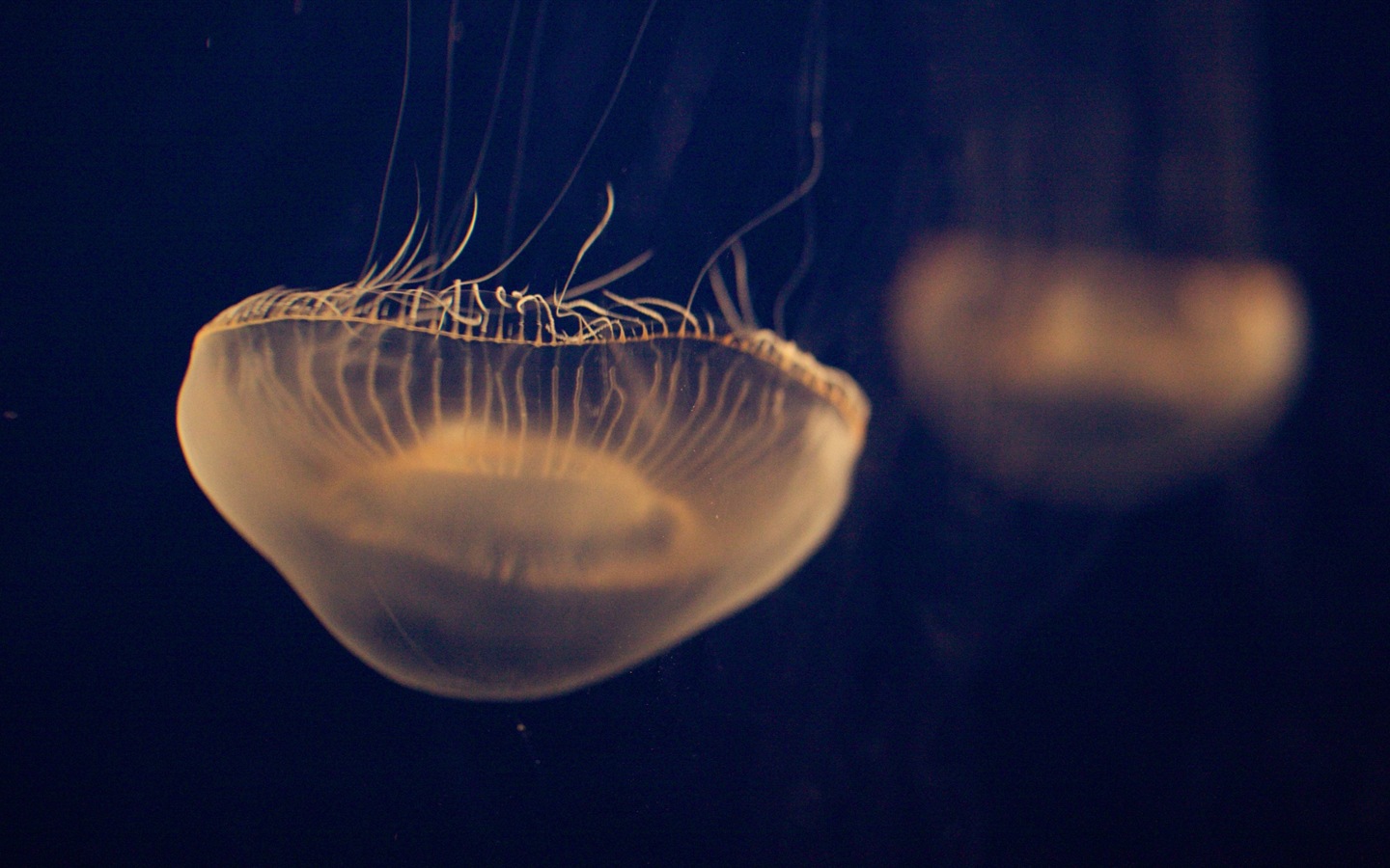 Windows 8 theme wallpaper, jellyfish #7 - 1440x900
