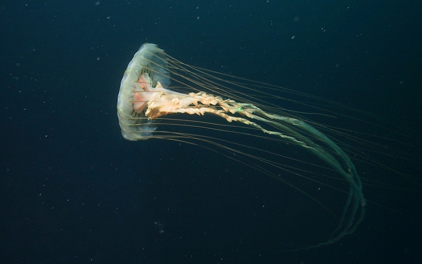 Windows 8 theme wallpaper, jellyfish #8 - 1440x900