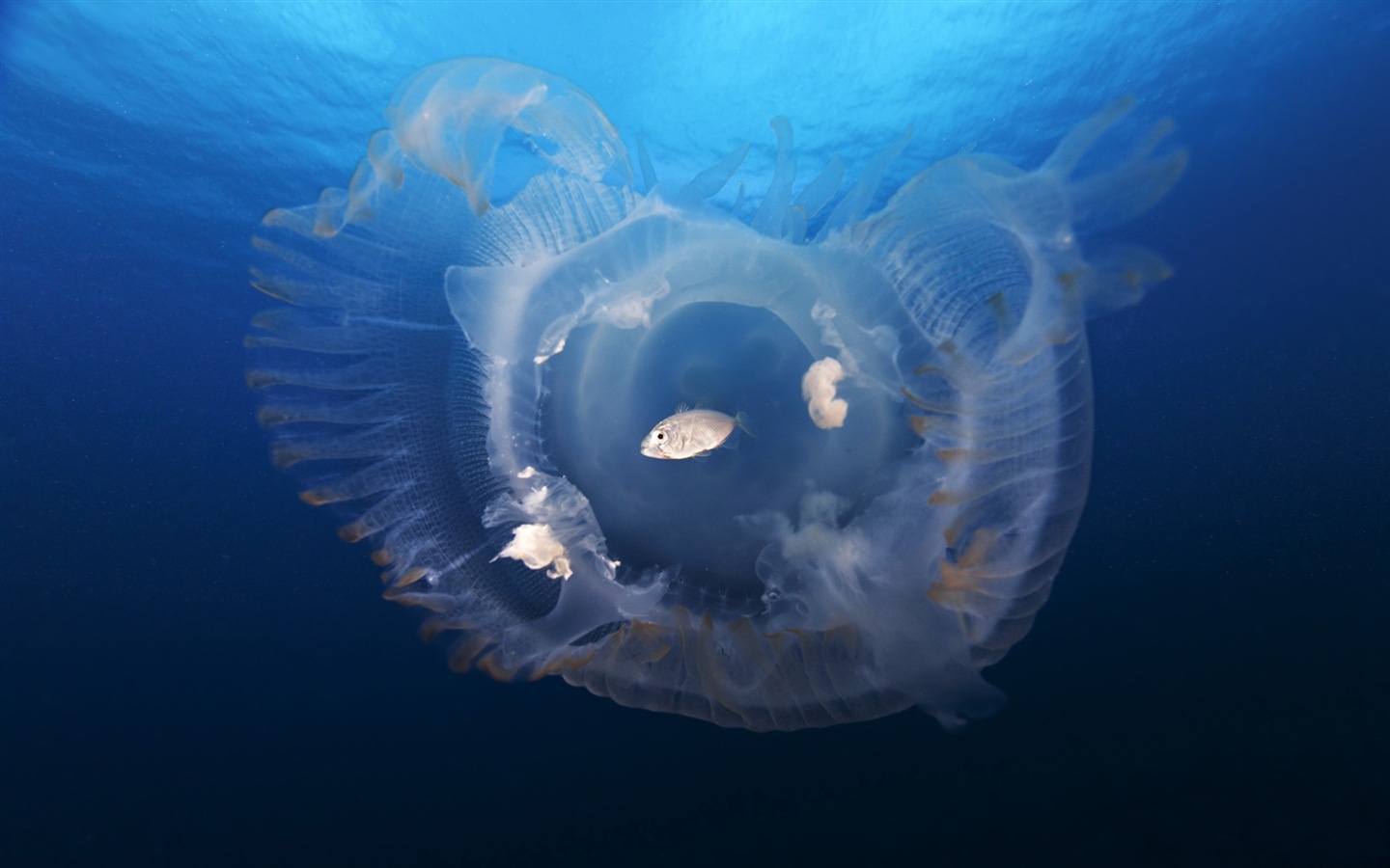 Windows 8 theme wallpaper, jellyfish #20 - 1440x900
