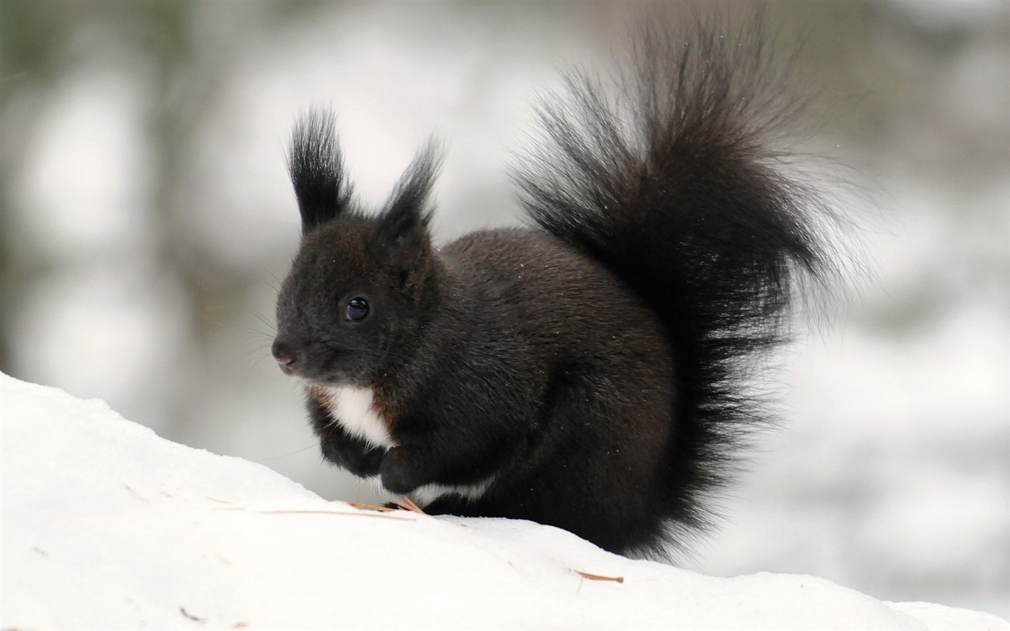Animal close-up, cute squirrel HD wallpapers #7 - 1440x900