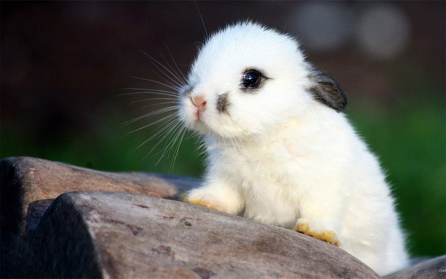 Furry animals, cute bunny HD wallpapers #2 - 1440x900