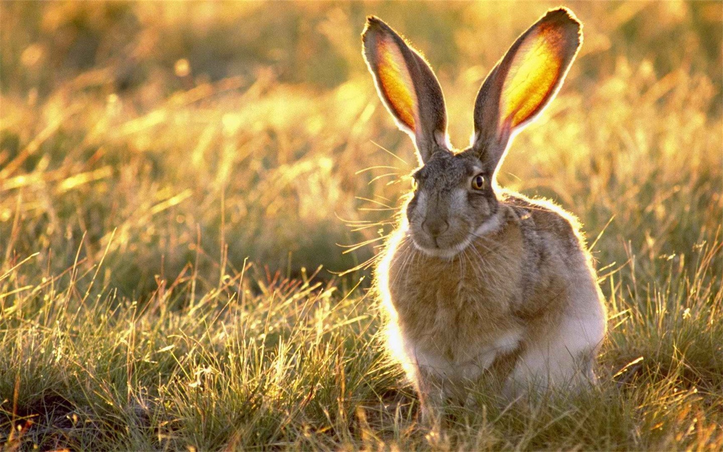 Furry zvířata, roztomilý zajíček HD tapety na plochu #5 - 1440x900