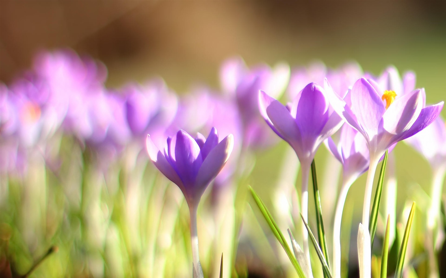 화려한 색상, 아름다운 꽃의 HD 배경 화면 #2 - 1440x900