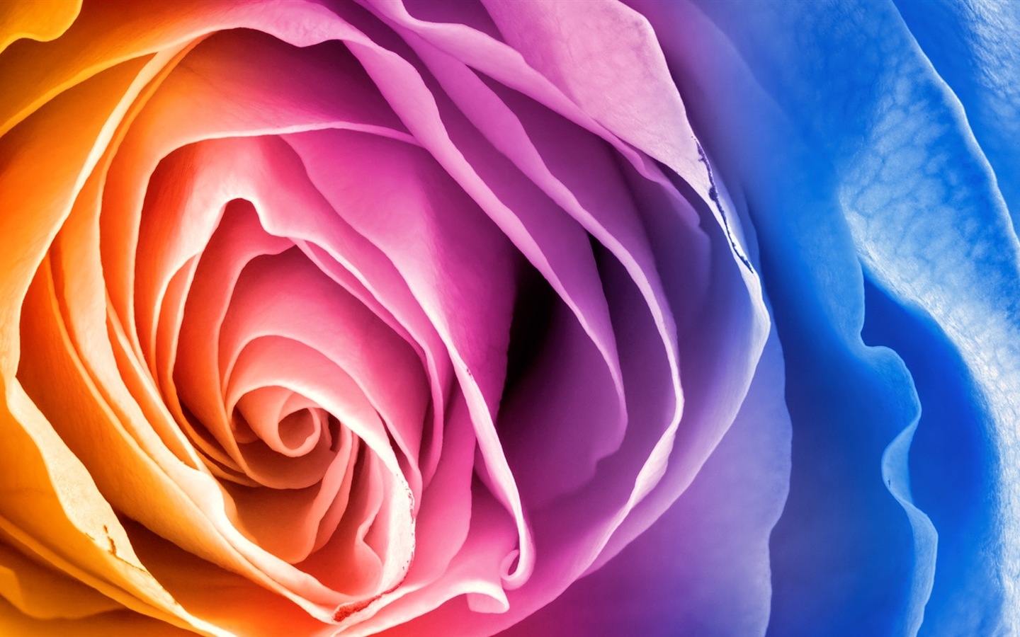 화려한 색상, 아름다운 꽃의 HD 배경 화면 #3 - 1440x900