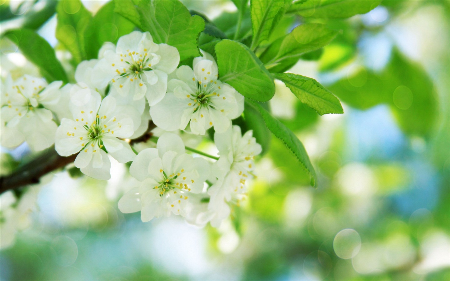 絢麗的色彩，美麗的鮮花 高清壁紙 #4 - 1440x900