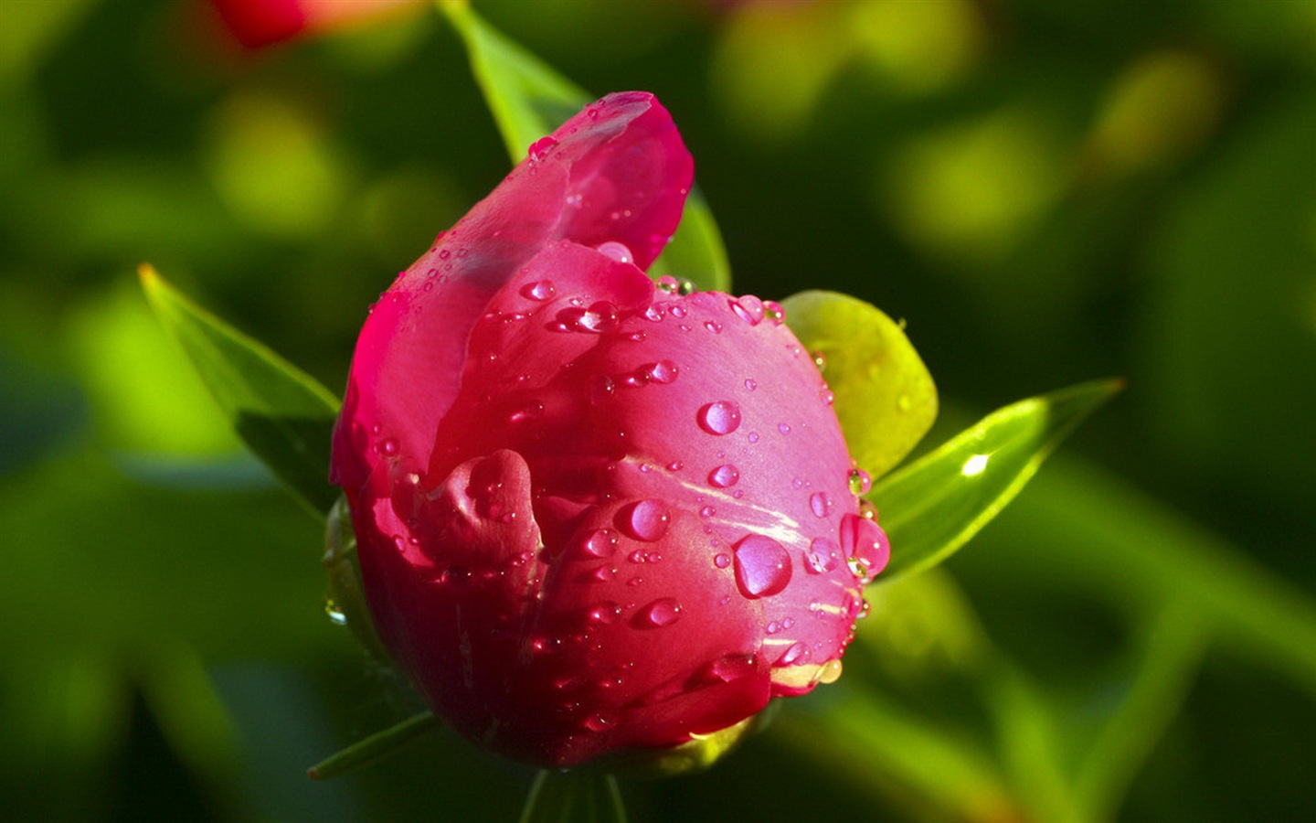화려한 색상, 아름다운 꽃의 HD 배경 화면 #5 - 1440x900