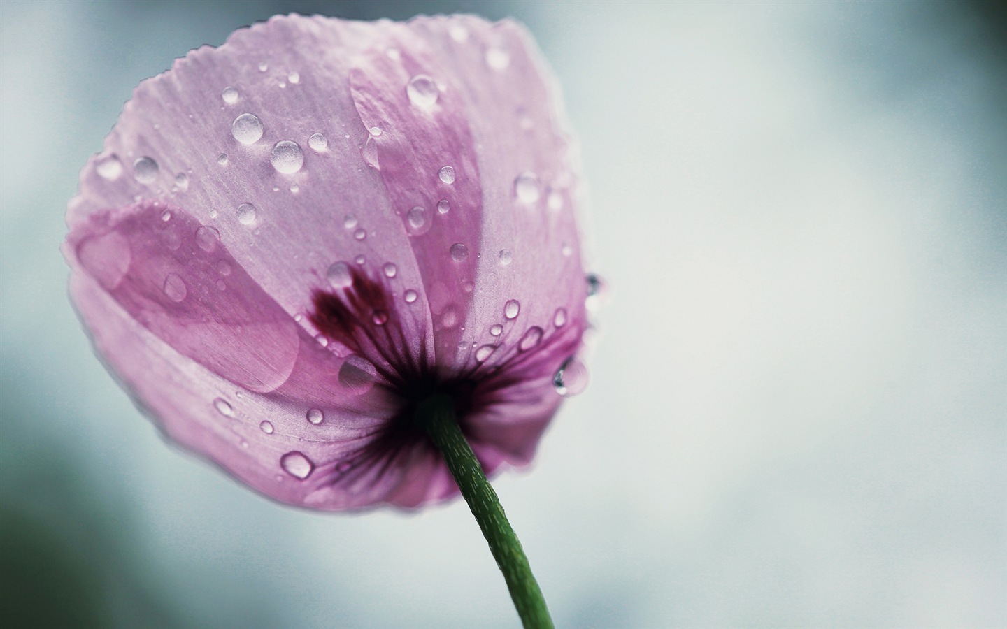 화려한 색상, 아름다운 꽃의 HD 배경 화면 #6 - 1440x900