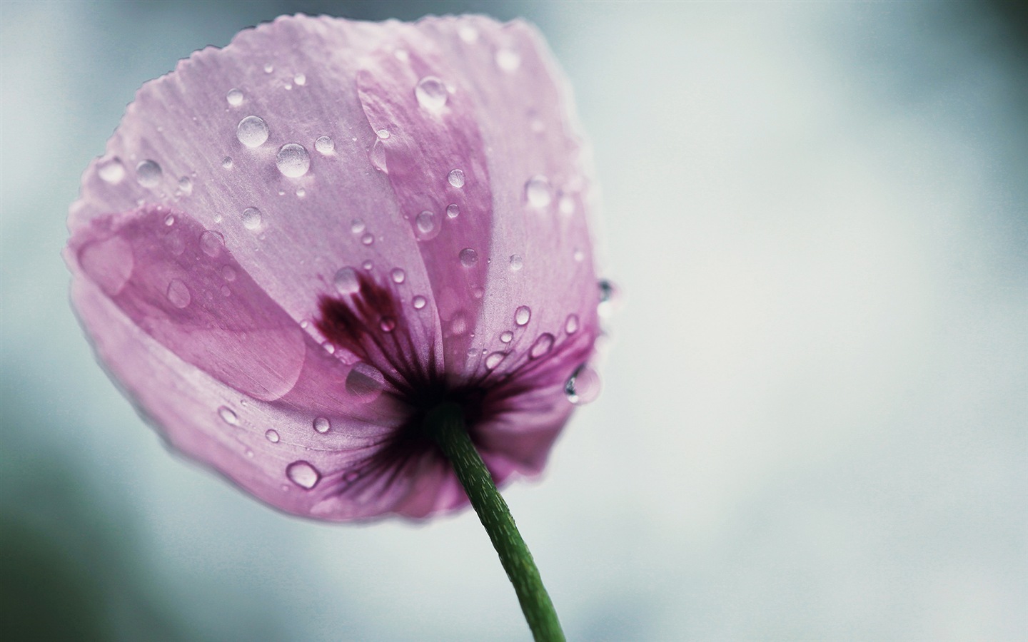 絢麗的色彩，美麗的鮮花 高清壁紙 #6 - 1440x900