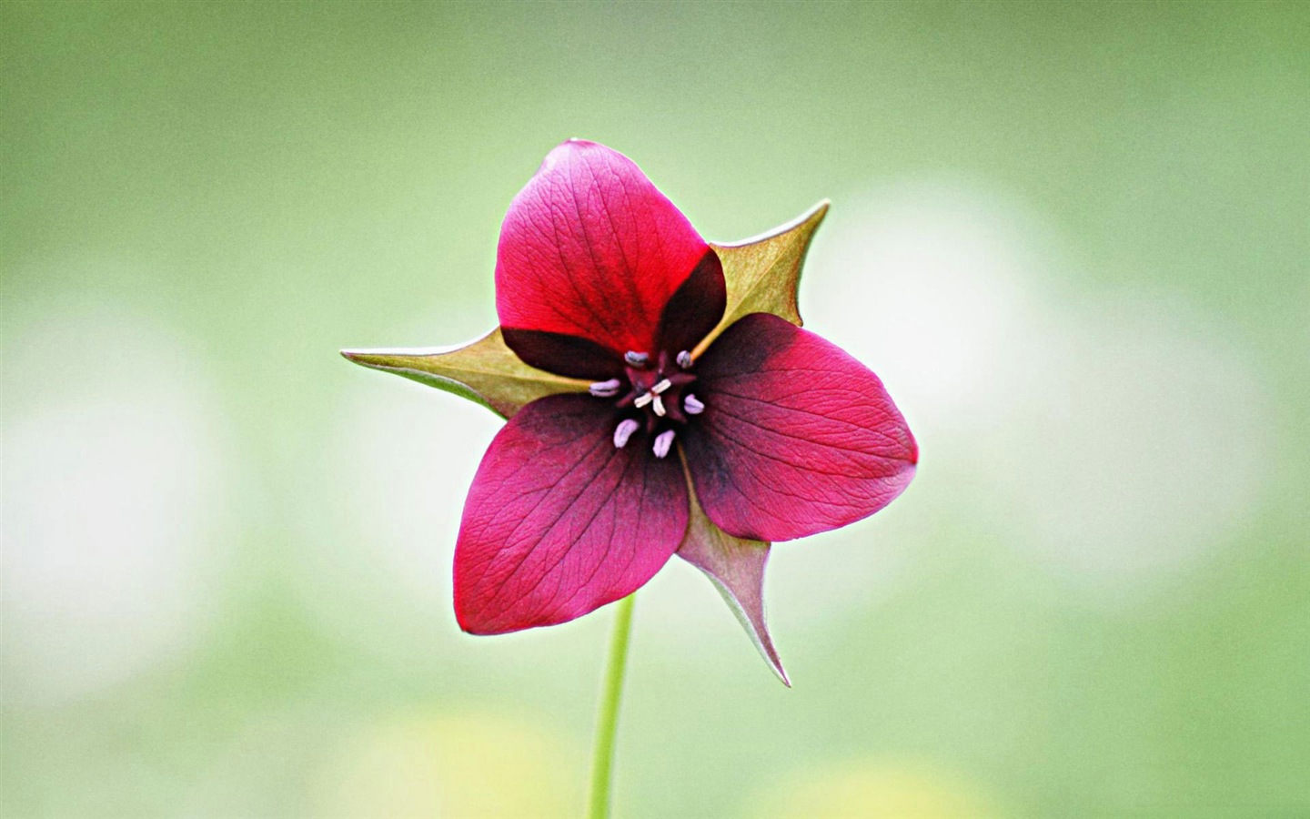 화려한 색상, 아름다운 꽃의 HD 배경 화면 #7 - 1440x900
