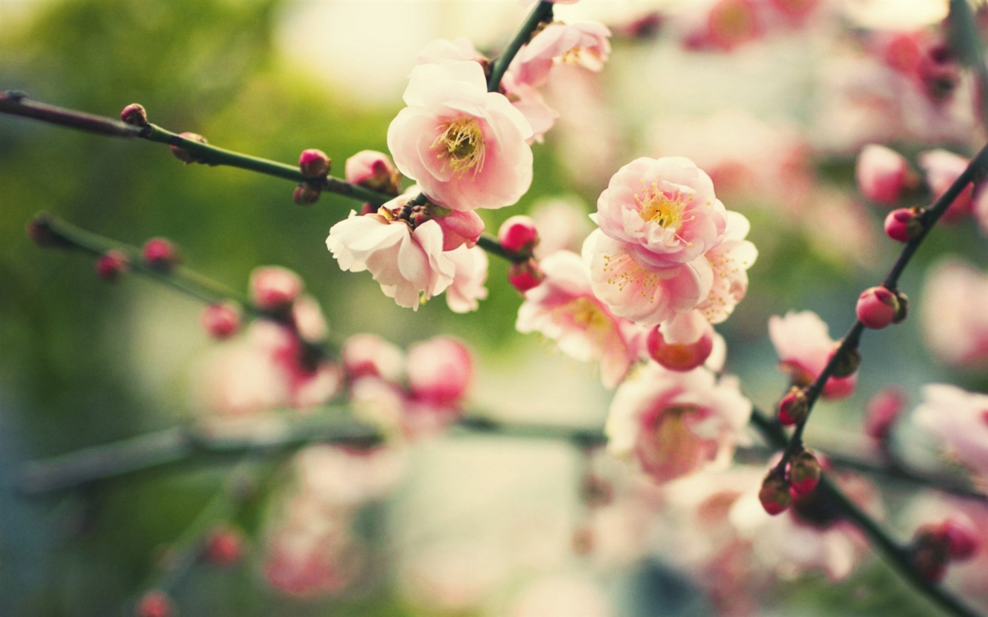 絢麗的色彩，美麗的鮮花 高清壁紙 #8 - 1440x900