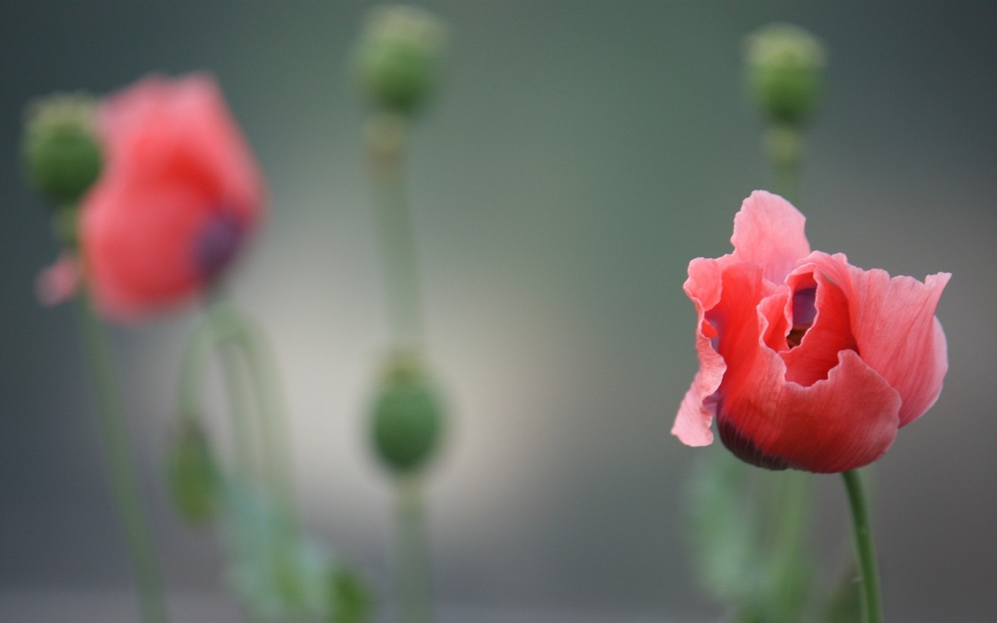 화려한 색상, 아름다운 꽃의 HD 배경 화면 #10 - 1440x900