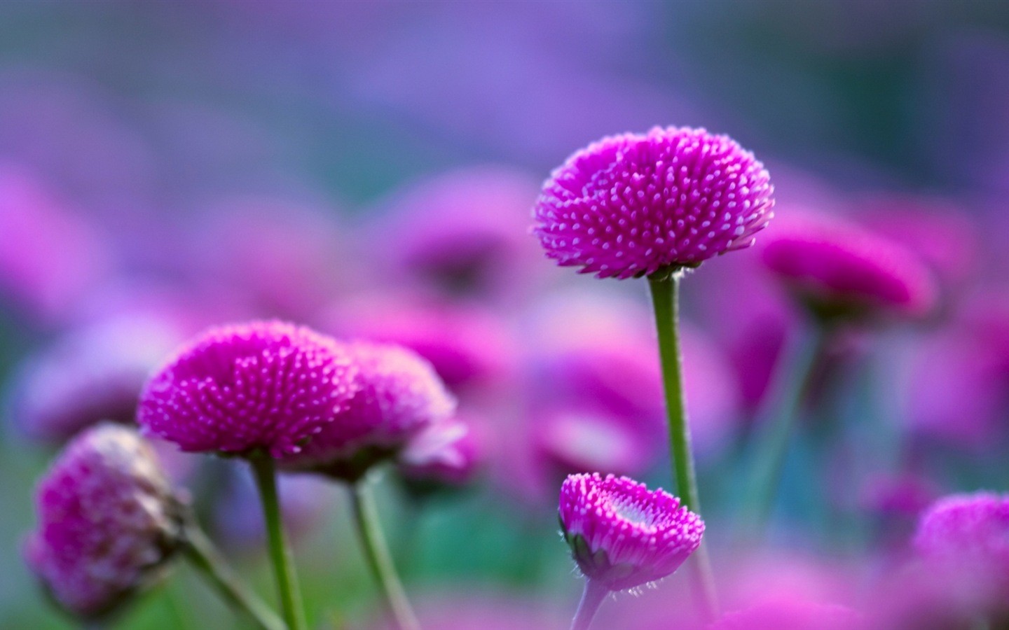 Couleurs brillantes, belles fleurs fonds d'écran HD #11 - 1440x900