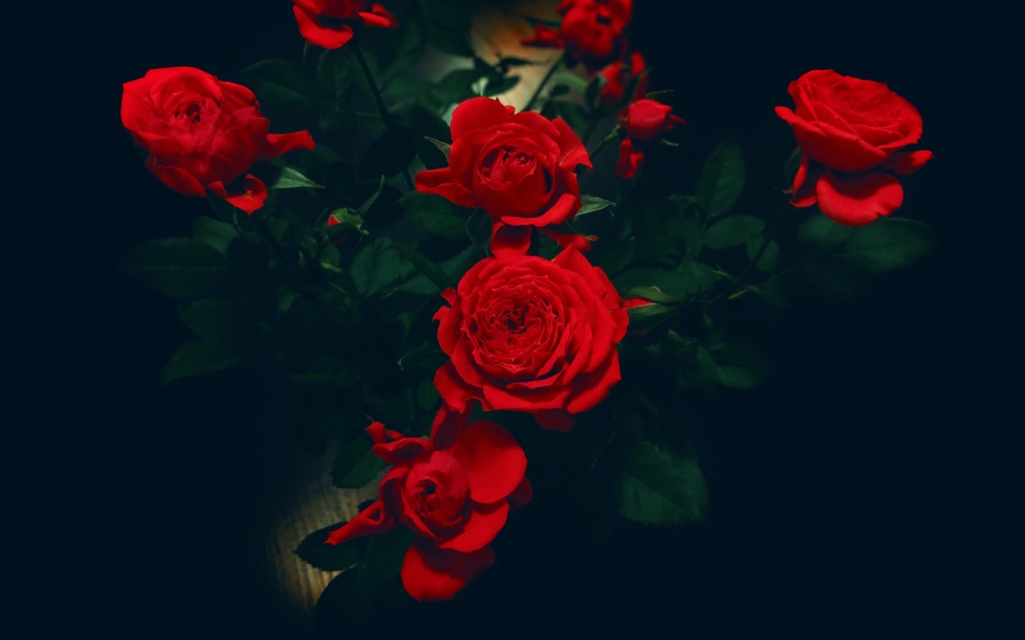화려한 색상, 아름다운 꽃의 HD 배경 화면 #12 - 1440x900