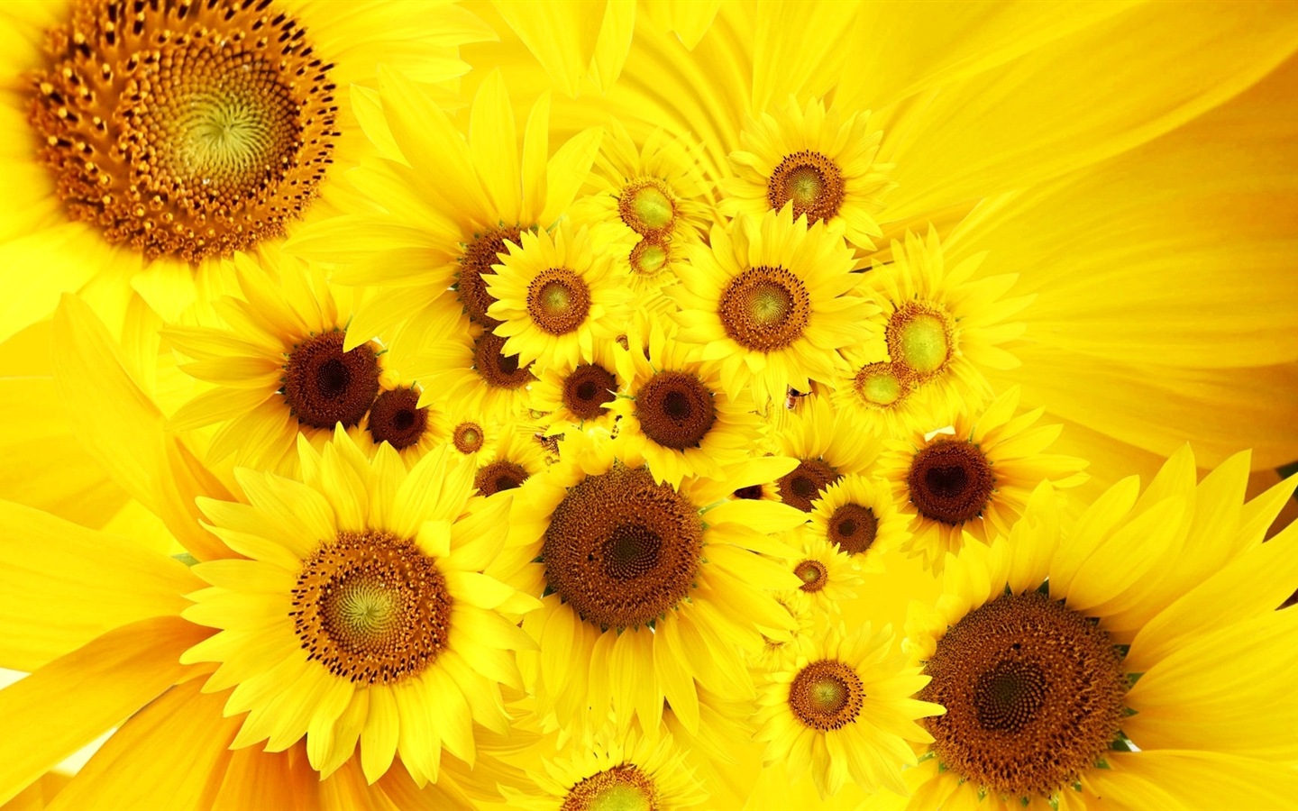 Couleurs brillantes, belles fleurs fonds d'écran HD #13 - 1440x900