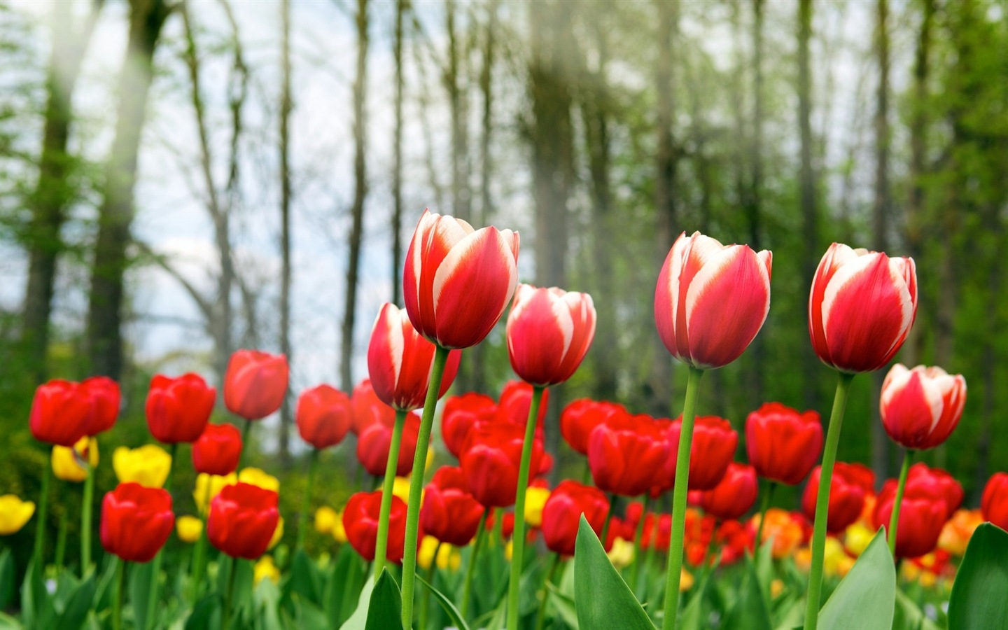 화려한 색상, 아름다운 꽃의 HD 배경 화면 #14 - 1440x900