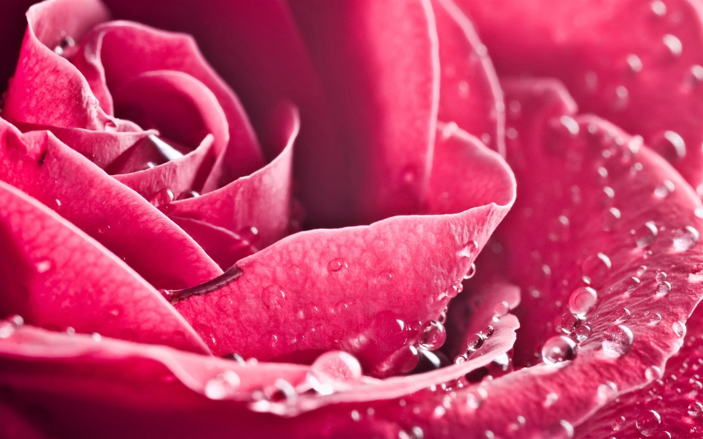 화려한 색상, 아름다운 꽃의 HD 배경 화면 #15 - 1440x900