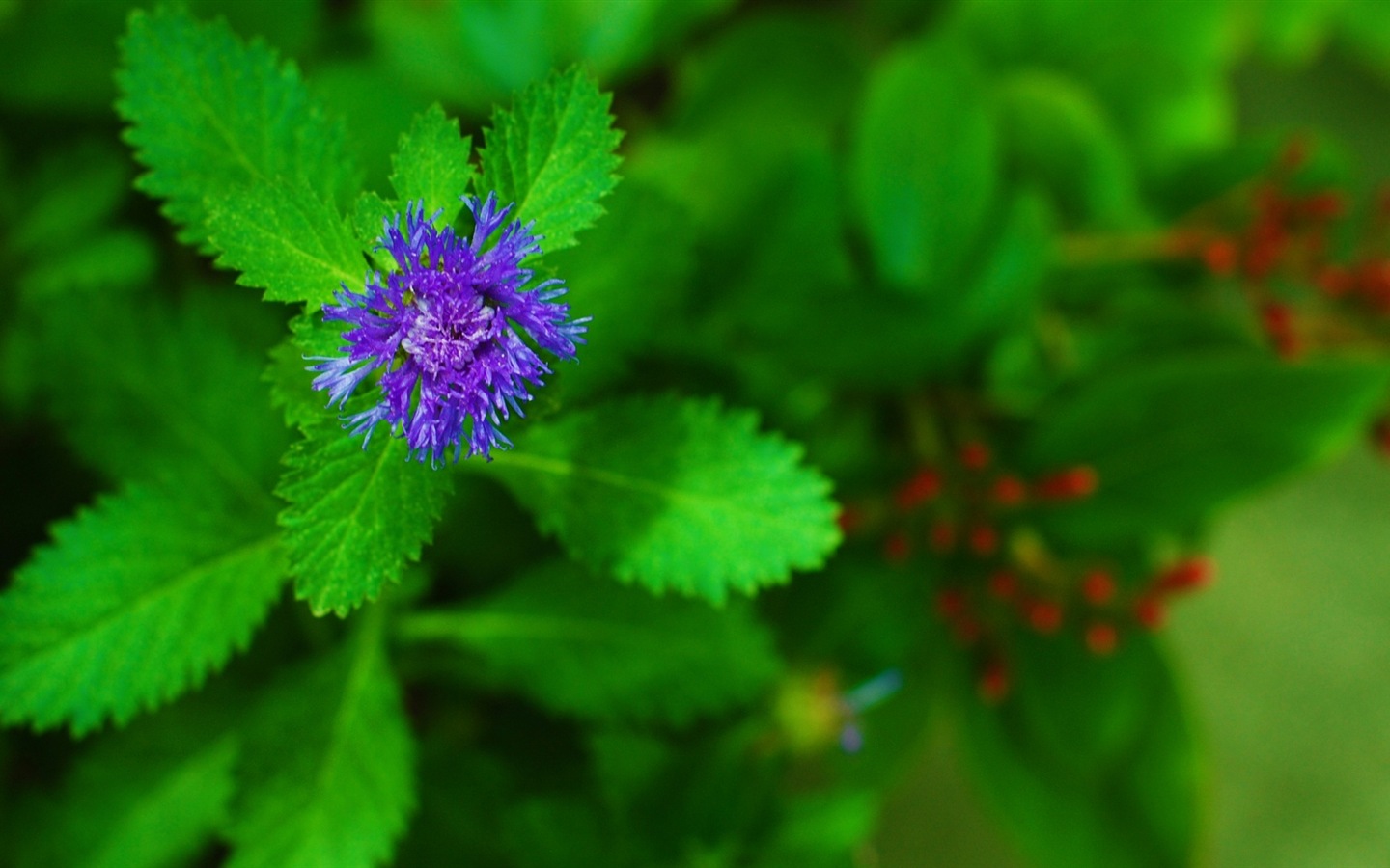 화려한 색상, 아름다운 꽃의 HD 배경 화면 #16 - 1440x900