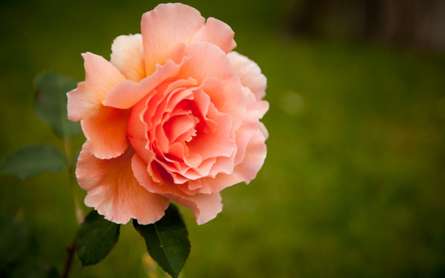 화려한 색상, 아름다운 꽃의 HD 배경 화면 #18 - 1440x900