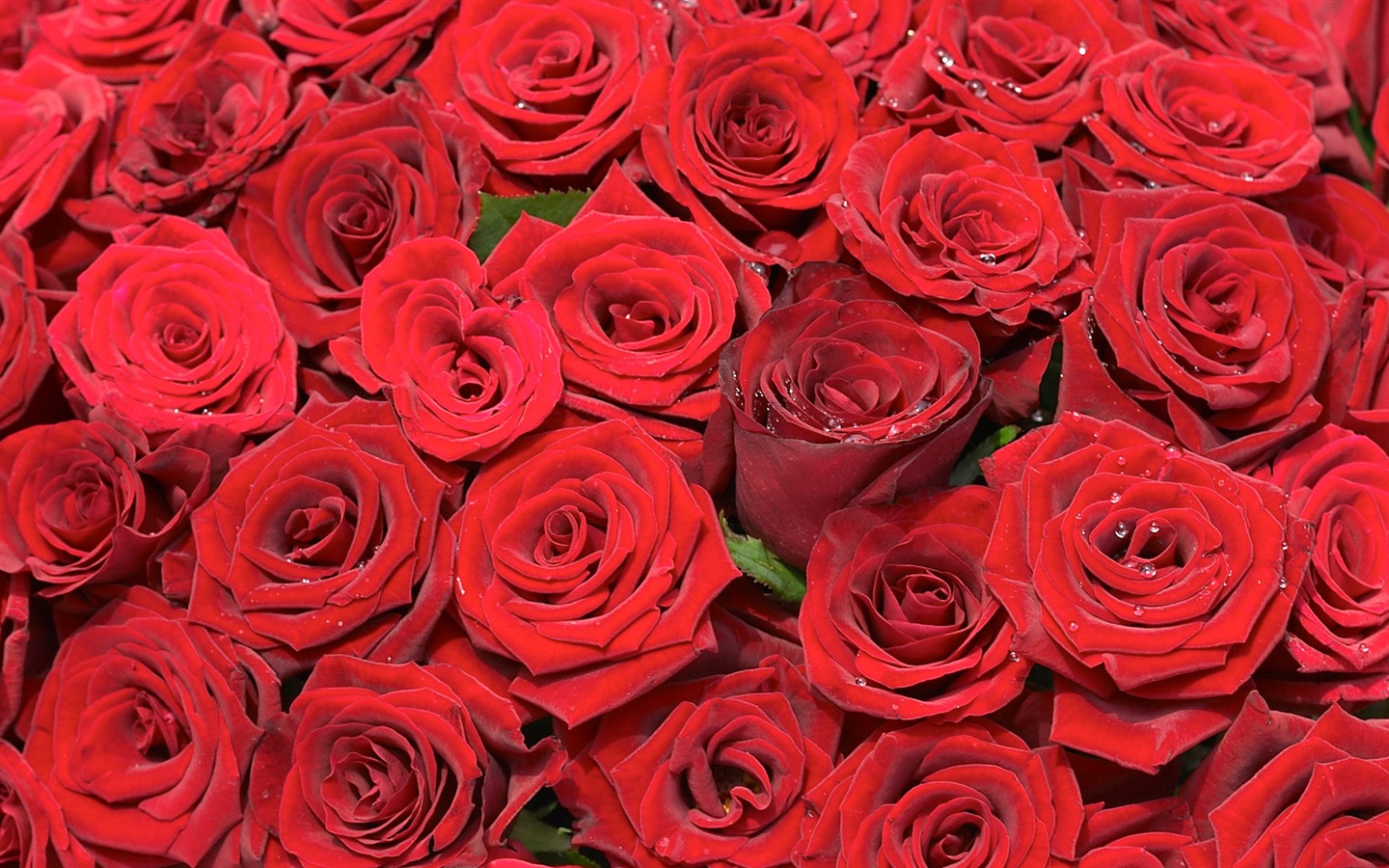 화려한 색상, 아름다운 꽃의 HD 배경 화면 #19 - 1440x900