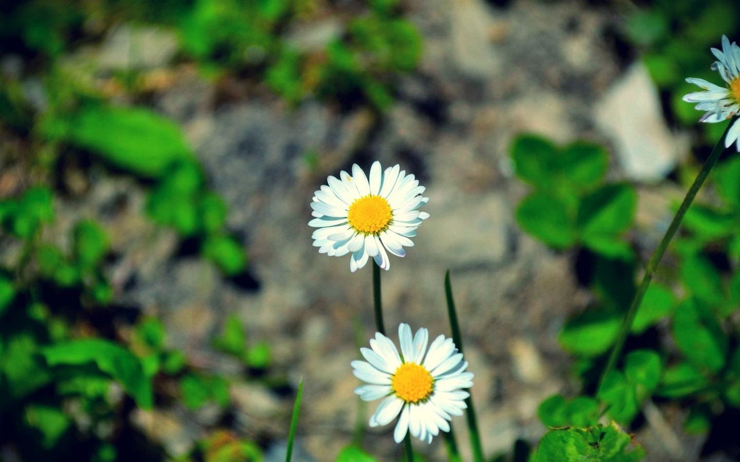 화려한 색상, 아름다운 꽃의 HD 배경 화면 #20 - 1440x900
