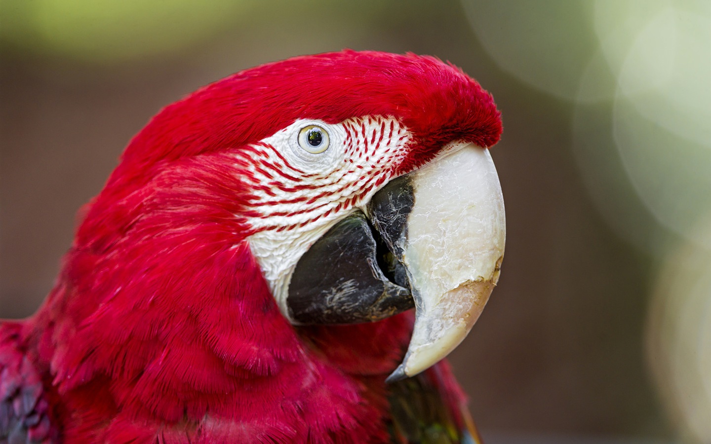 guacamayo primer plano HD fondos de pantalla #9 - 1440x900