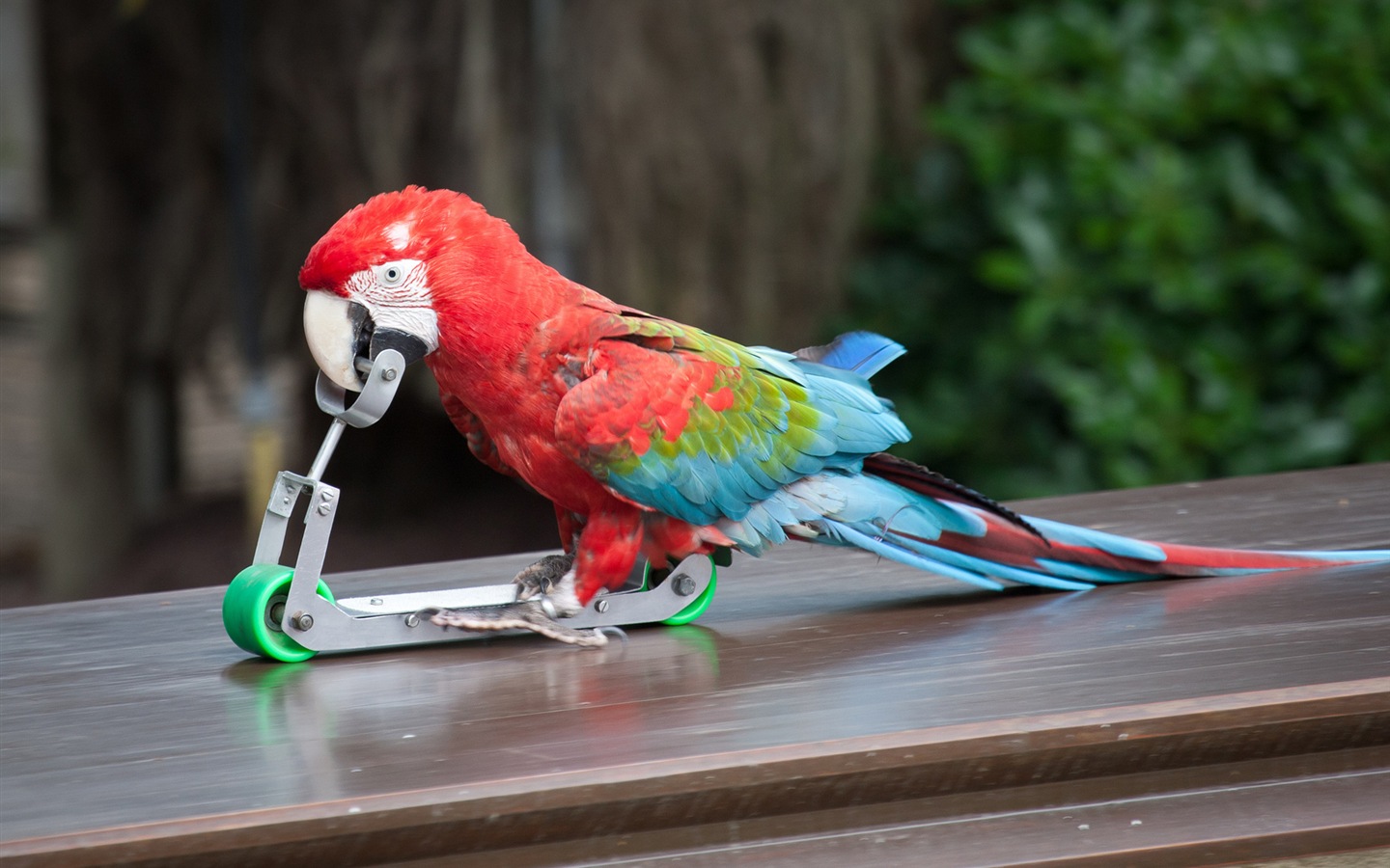 Macaw close-up HD wallpapers #19 - 1440x900