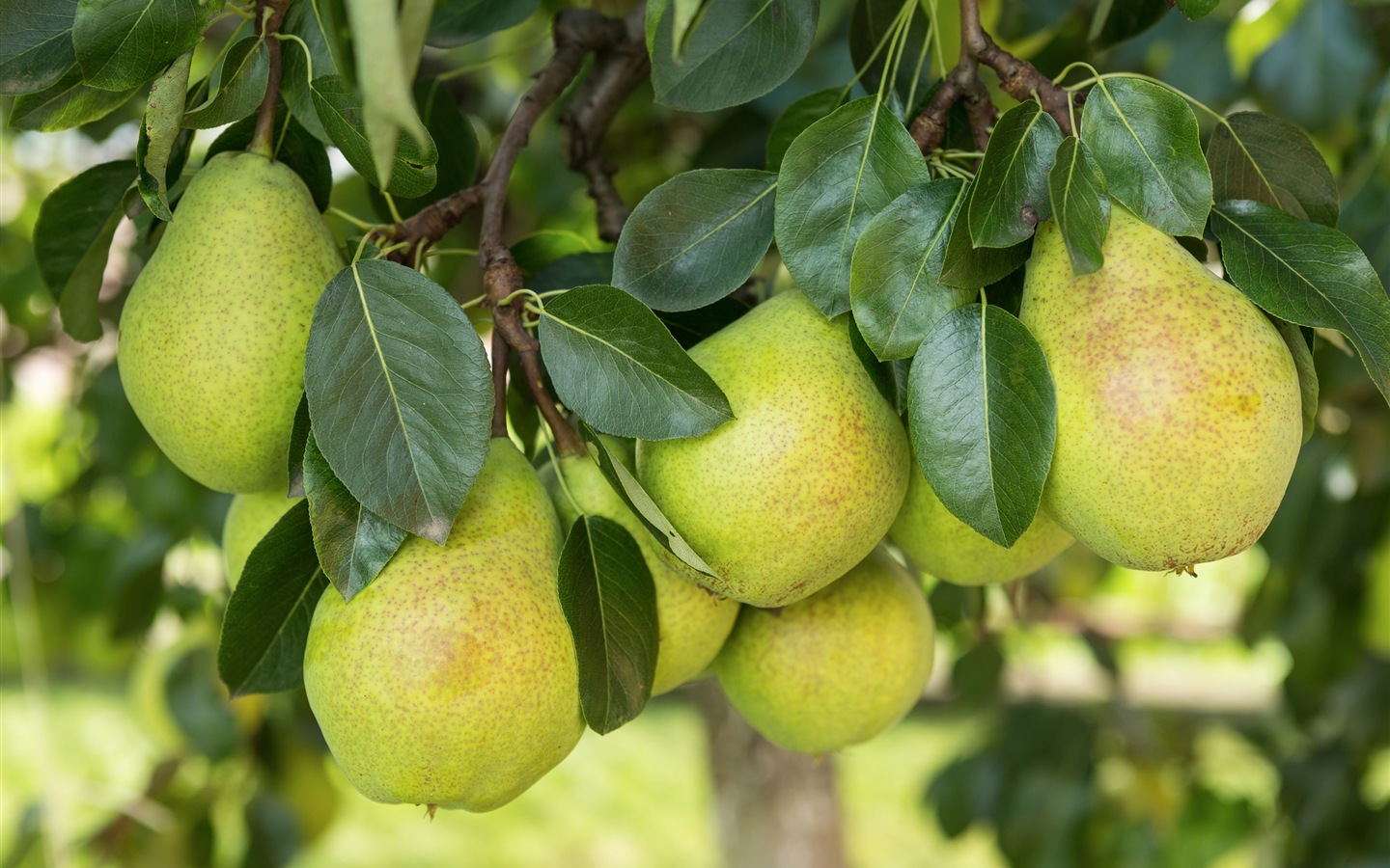 Suculenta fruta, peras fondos de pantalla de alta definición en primer plano #24 - 1440x900