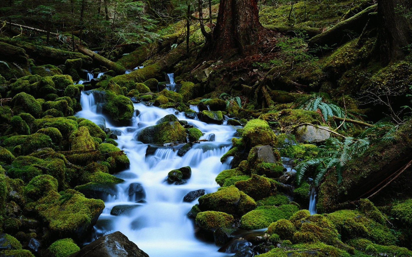 Beautiful colors of nature HD wallpapers #20 - 1440x900