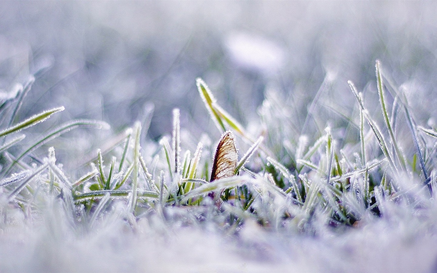 冬季冰雪美景 高清壁纸5 - 1440x900