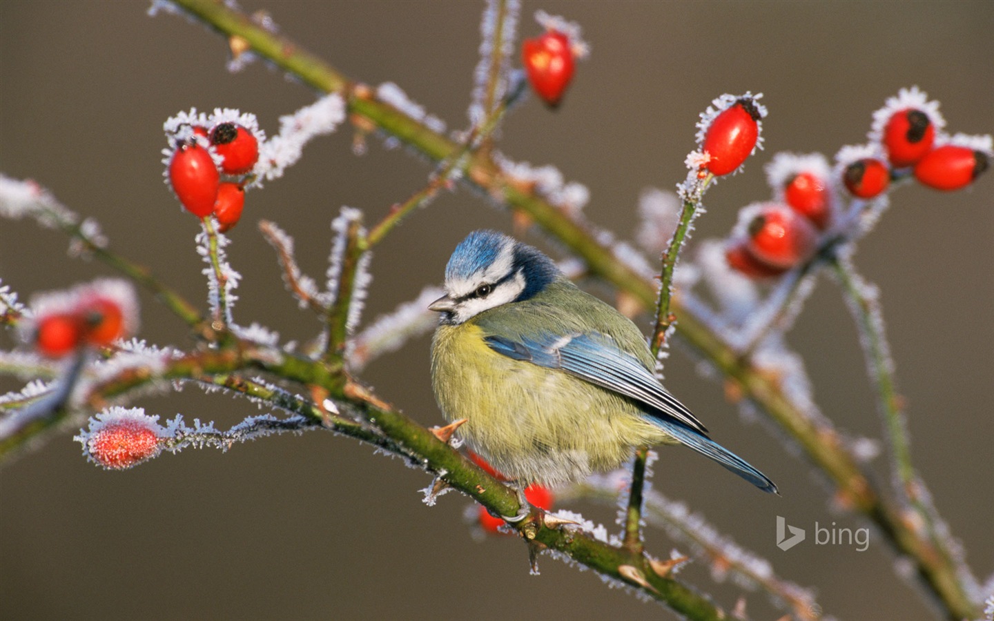 Janvier 2015 fonds d'écran HD Bing #20 - 1440x900