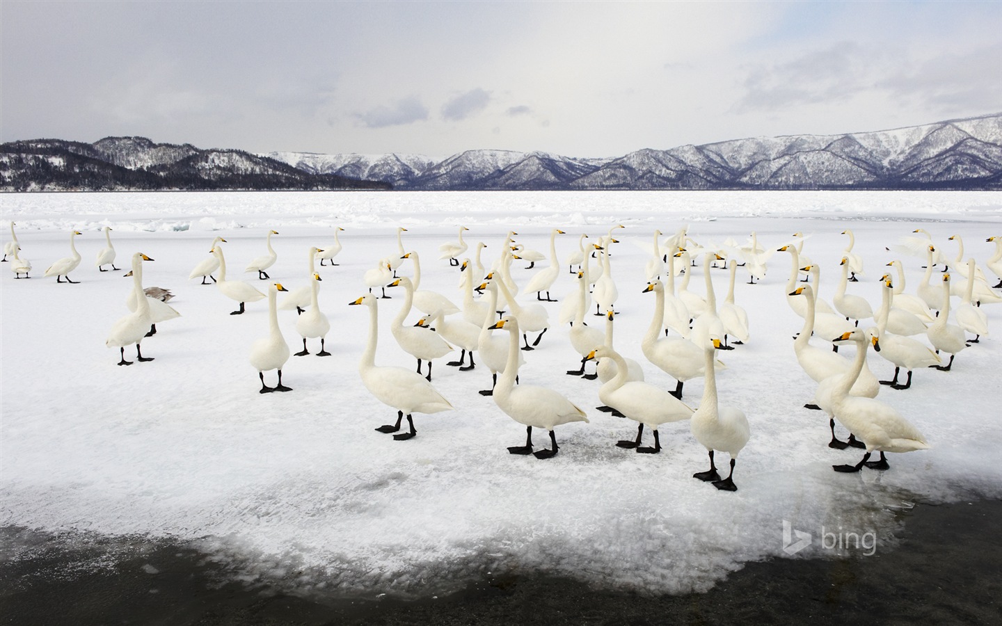 Janvier 2015 fonds d'écran HD Bing #24 - 1440x900