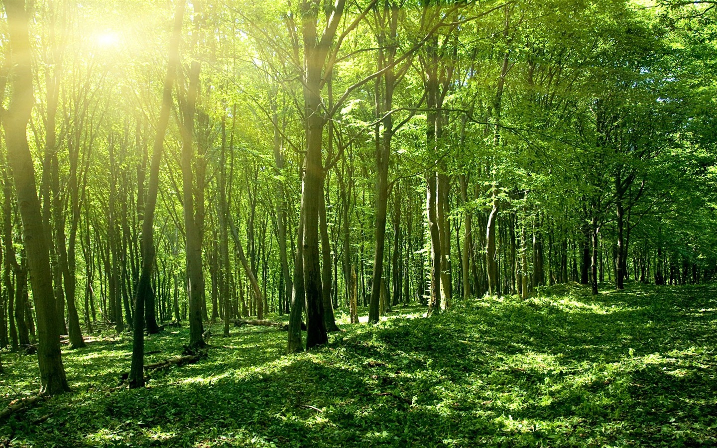 Windows 8 theme forest scenery HD wallpapers #3 - 1440x900